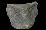 4.9" Fossil Whale Lumbar Vertebra - South Carolina - #137600-2